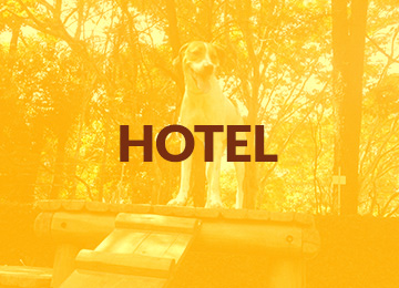 Hospedagem cães Campinas